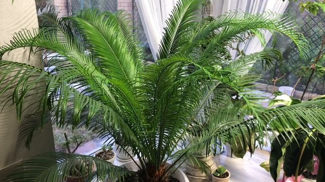 ЦВЕТОЧНЫЕ НОВОСТИ 14 МЕДИНИЛЛА ЦИКАС ГАРДЕНИЯ КРОССАНДРА смотреть онлайн