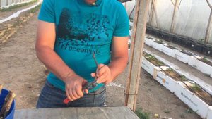 Где купить саженцы винограда? Подготовка винограда к высадке