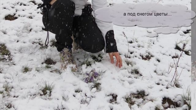 Сибирь - начало мая - цветы под снегом смотреть онлайн