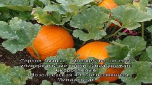 Собираем урожай вовремя: когда убирать тыкву и как определить её спелость на грядке