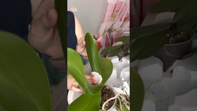 Обработка орхидей после покупки. смотреть онлайн