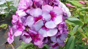 Флокс Самоцветы