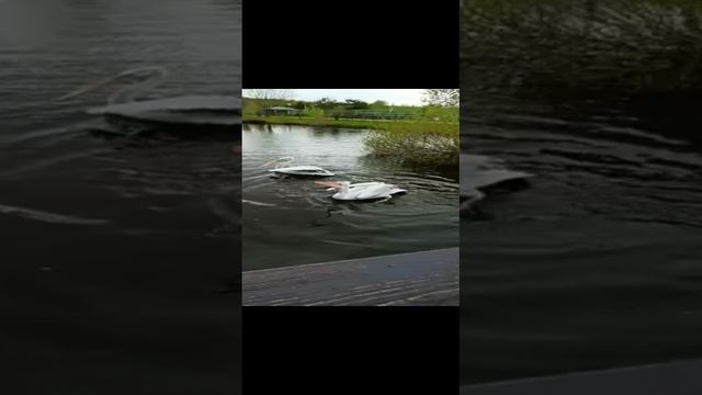 Кормление пиликана смотреть онлайн