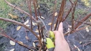 Обрезка жимолости осенью.