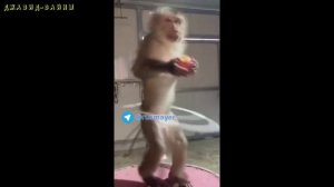 Джавид Озвучка: В Мире Животных (обезьяны)