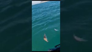 рыбалка в Анапе в декабре ставрида селёдка в море