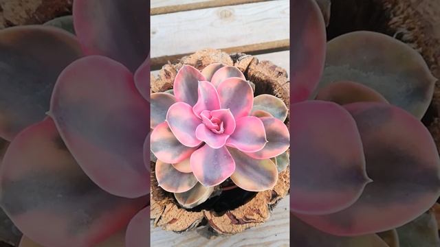 Echeveria Rainbow ?