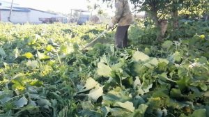 Обзор работы бензокосилки Штиль.