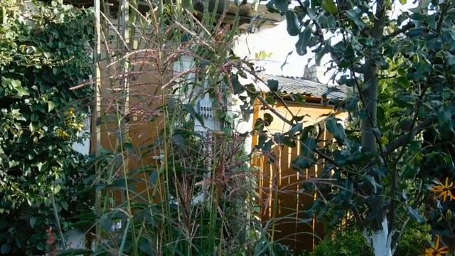 Злаковые травы. Красота и величие. смотреть онлайн