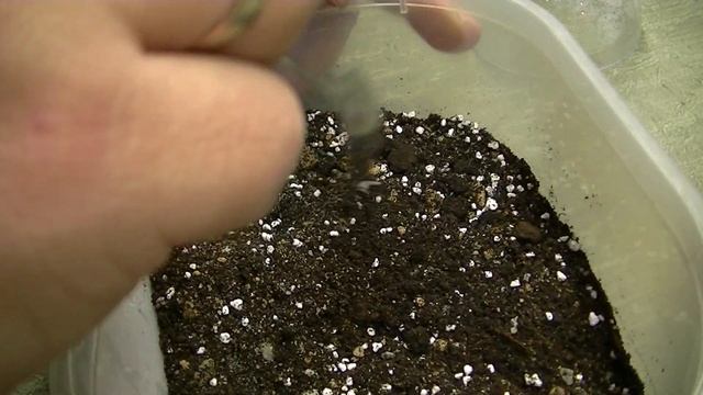 Грунт для сеянцев кактусов и суккулентов смотреть онлайн