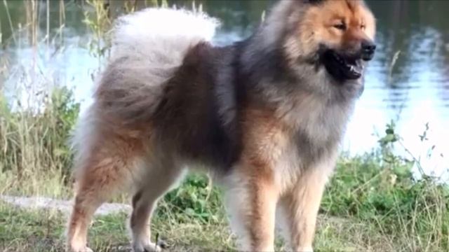 Мужчина нашёл в лесу животное и принял за медведя, но ветеринар раскрыл неожиданную правду о питомц смотреть онлайн