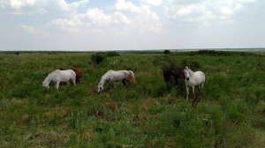 Кони в Хомутовской степи