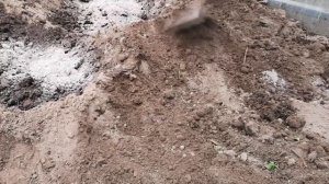 ПОСАДКА ГОРЬКОГО ПЕРЦА В ОТКРЫТЫЙ ГРУНТ.