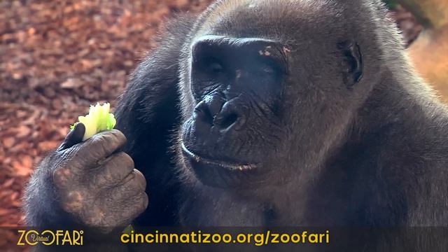 Virtual Zoofari 2020 - Cincinnati Zoo смотреть онлайн