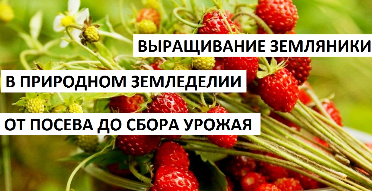 Земляника от А до Я в природном земледелии