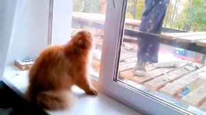 Кот заступился за хозяина