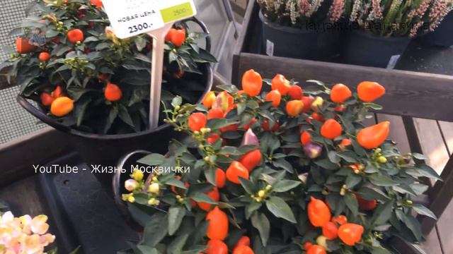 Распродажа экзотических растений в 