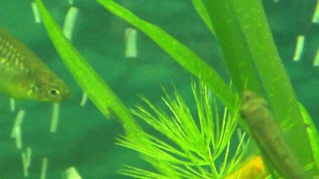 Сиамский водорослеед смотреть онлайн