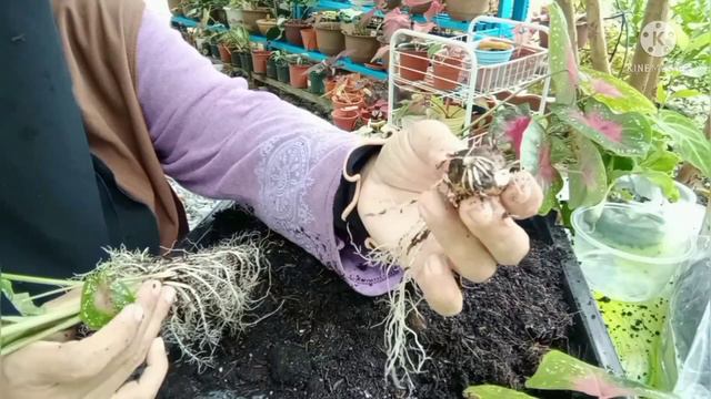 ,pisahkan keladi amoi cina,perbanyakkan.ubi pertama hasil buang mata tunas смотреть онлайн