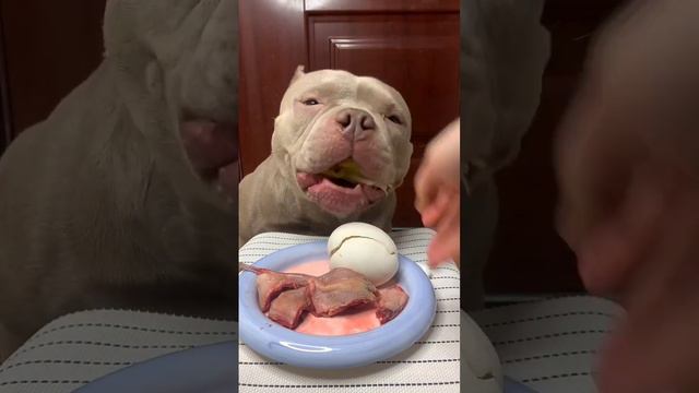 What my dog eats everyday!❤️ Short video #16