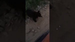 Медведь на трассе Северо-Енисейск - Епишино