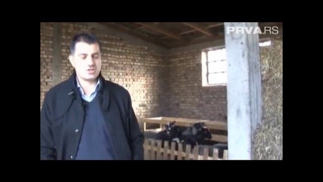 Romanovska Jagnjad - Romanov Lambs - Романовская порода овец