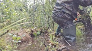 болотники 08 07 2019