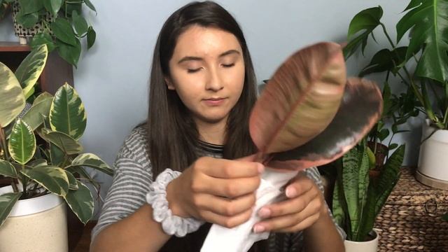 Propagating My Variegated Rubber Plant | Ruby & Tineke Ficus Elastica Cuttings In Water & Soil