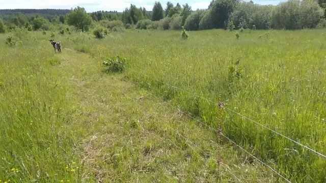 Установили электропастух,реакция животных смотреть онлайн