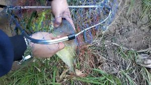 Рыбалка в бронницах, крупный Лещь