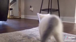 ПОДБОРКА СЕШНЫХ ВИДЕО. ВИДЕО ПРИКОЛЫ