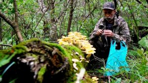 Грибы ИЛЬМАКИ вёшенка лимонная. Грибы Дальнего Востока. Грибы на дереве.