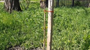 Эводия "Даниэля" Медовое дерево. Начало третьего сезона роста 2023 г..