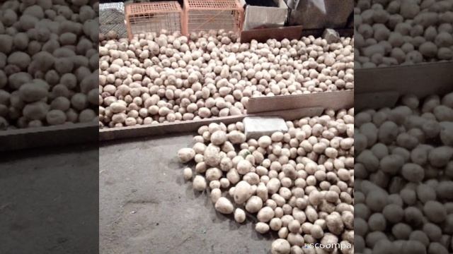 жёлтый картофель сорт зекура немецкая селекция .достойный урожай в любых условиях. смотреть онлайн