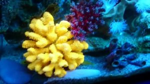 Аквариум на 300 литров