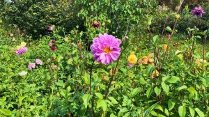 Когда цветут георгины