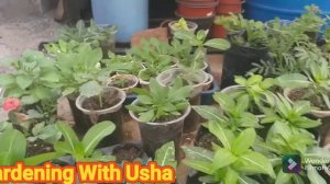 Best soil mix for Petuniya flowers/🥰ऐसे soil mix बनाने से पत्तो से ज्यादा फुल आयेंगे 👍👍