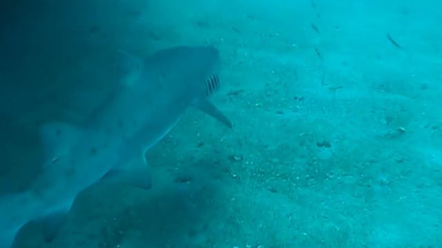 NC 2007_2 Proteus 21.avi смотреть онлайн