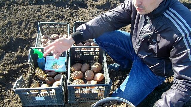 Проращиваем картофель правильно. Предпосадочная обработка клубней от вредителей и болезней. смотреть онлайн