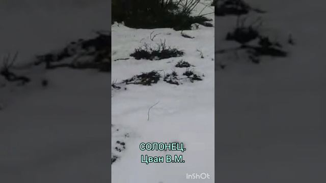 СОЛОНЕЦ . Цван В.М. смотреть онлайн