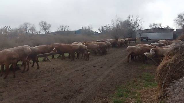 Откорм ягнят на мясо в домашних условиях смотреть онлайн