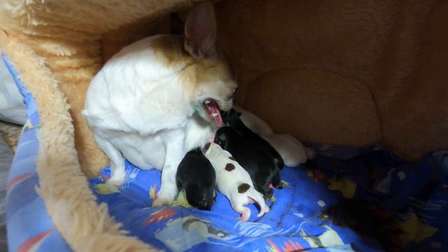 #ЧИХУА НОВОРОЖДЕННЫЕ ЩЕНОЧКИ 2 ДОЧКИ ЮЛЬКИ Др 03/01/2021#ПИТОМНИКркфМАРИМИСТИК#куплючихуапродающенк смотреть онлайн