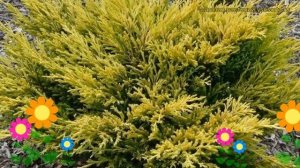 Можжевельник горизонтальный Лаймглоу. Краткий обзор, описание juniperus horizontalis Limeglow