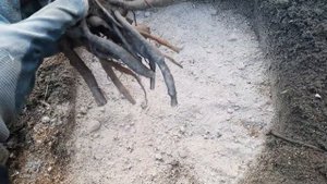 САЖАЮ КОРНИ ПИОНОВ! ПРИЯТНЫЕ ХЛОПОТЫ ПИОНОВОДА.