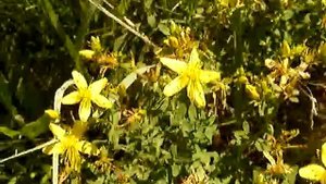 зверобой цветы трава жёлтые