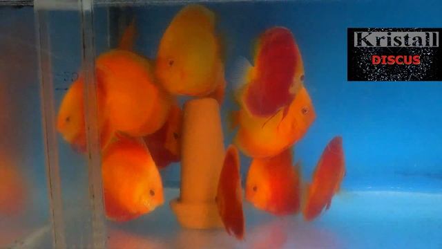 #ДИСКУСЫ# DISCUS#ПРОДАЖА ДИСКУСОВ смотреть онлайн