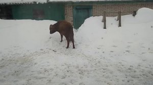 Баран оказался сильнее быка