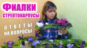 Фиалки, стрептокарпусы. Ответы на вопросы. Цветы почтой.