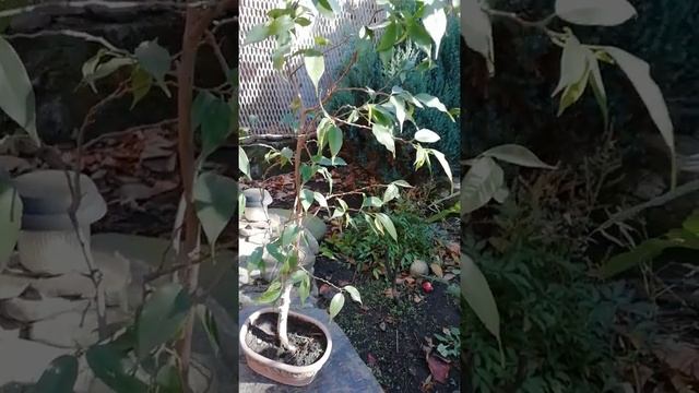 Фикус. Мне мешают снимать ролики.... смотреть онлайн