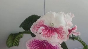 Стрептокарпус ВаТ-Мандаринка